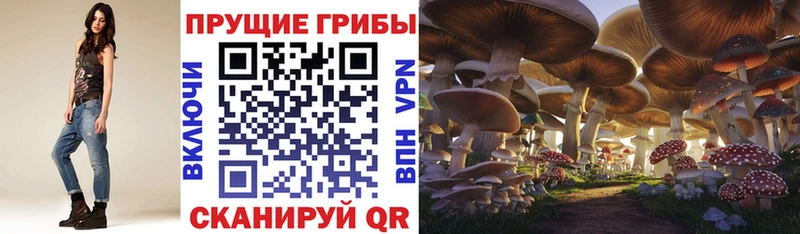 Псилоцибиновые грибы Cubensis Ясногорск